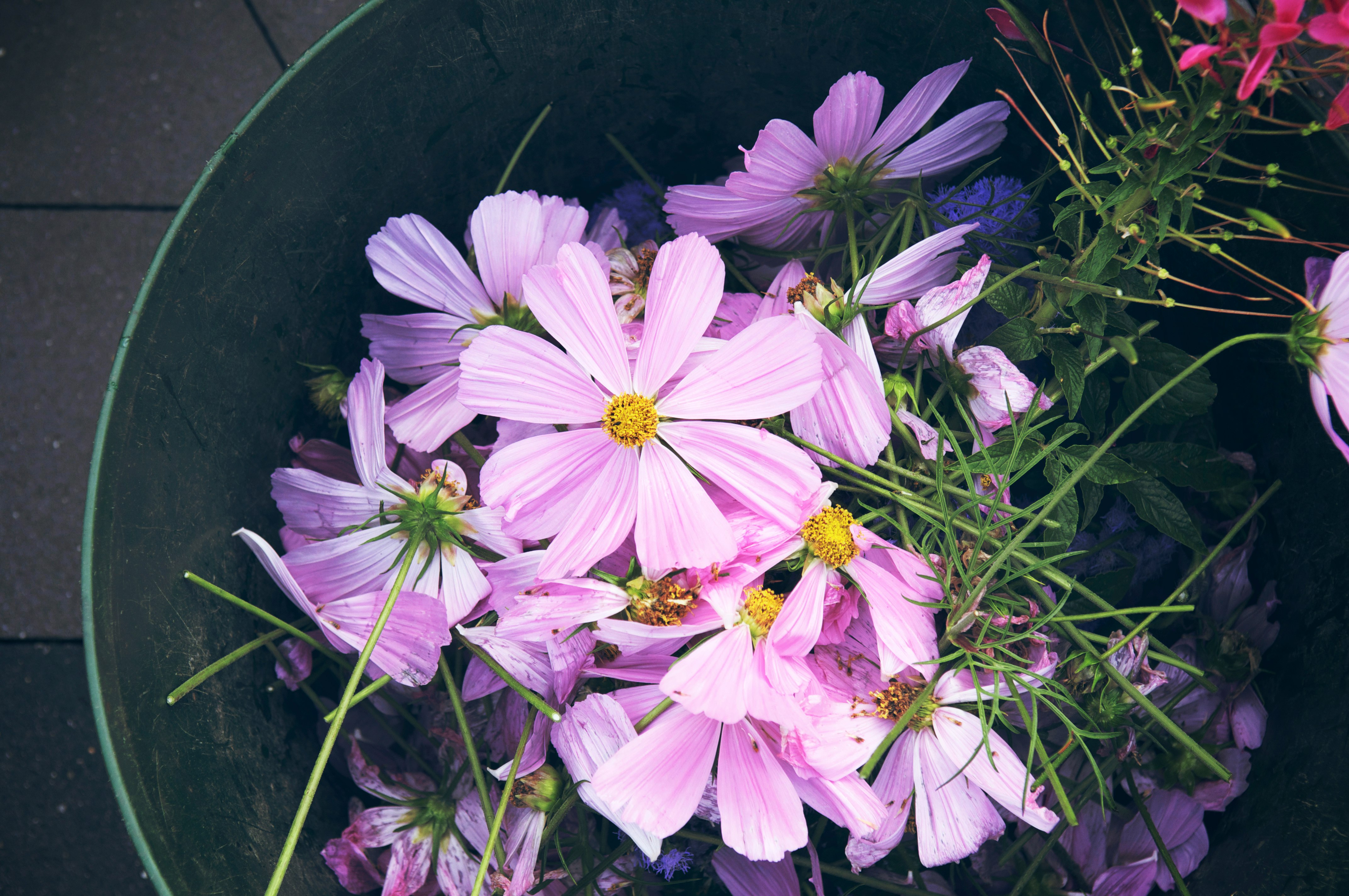 purple flower in green grass